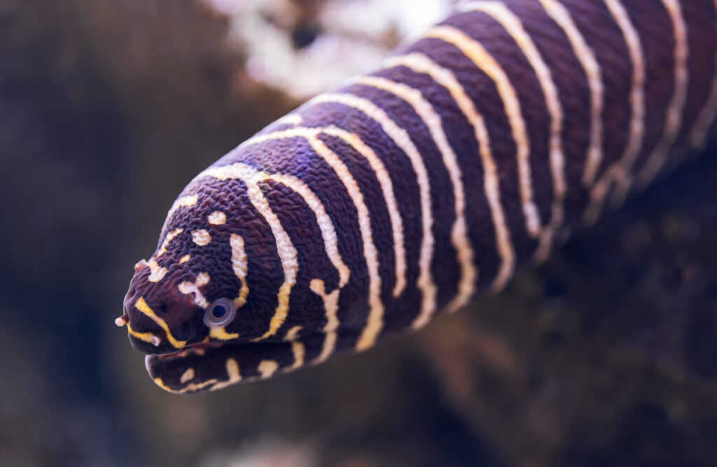Close-up view of a zebra moray