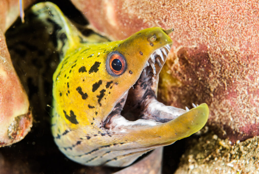 Fimbriated moray eel in Ambon, Maluku, Indonesia underwater