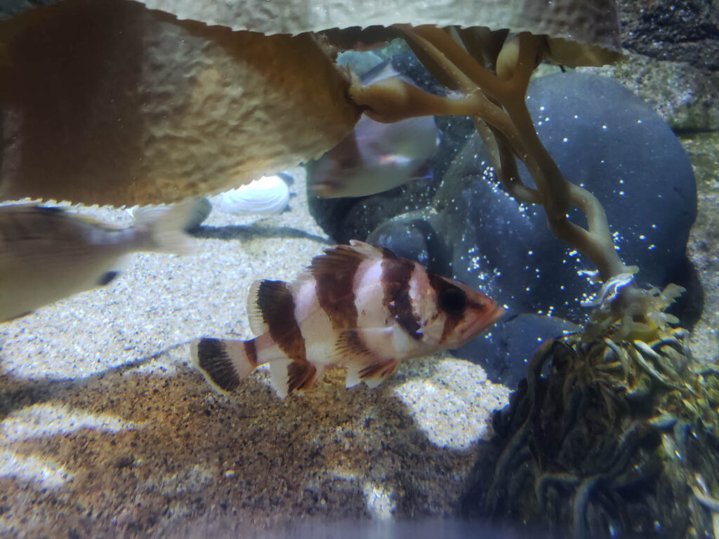 A flag rockfish swimming beneath giant kelp