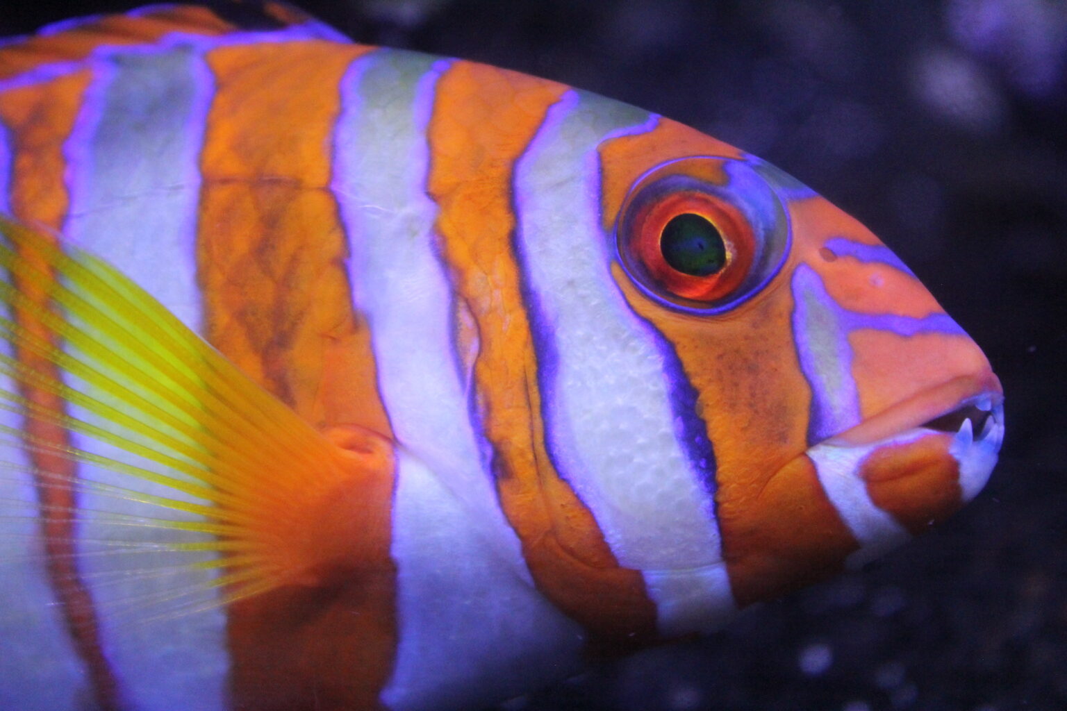 A harlequin tuskfish closeup