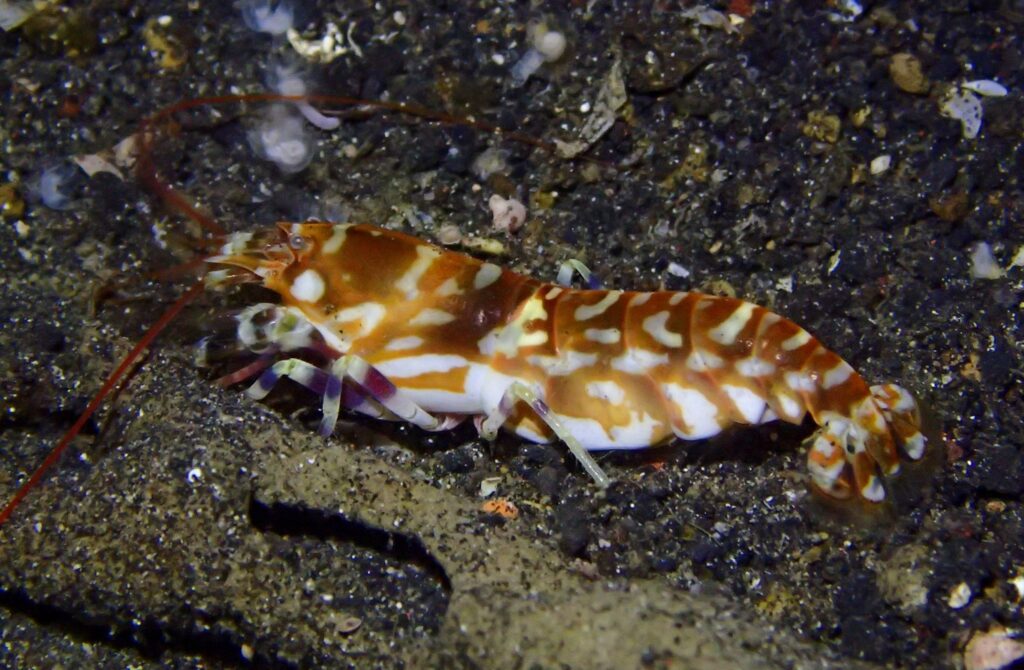 Alpheus bellulus by Dan Schofield