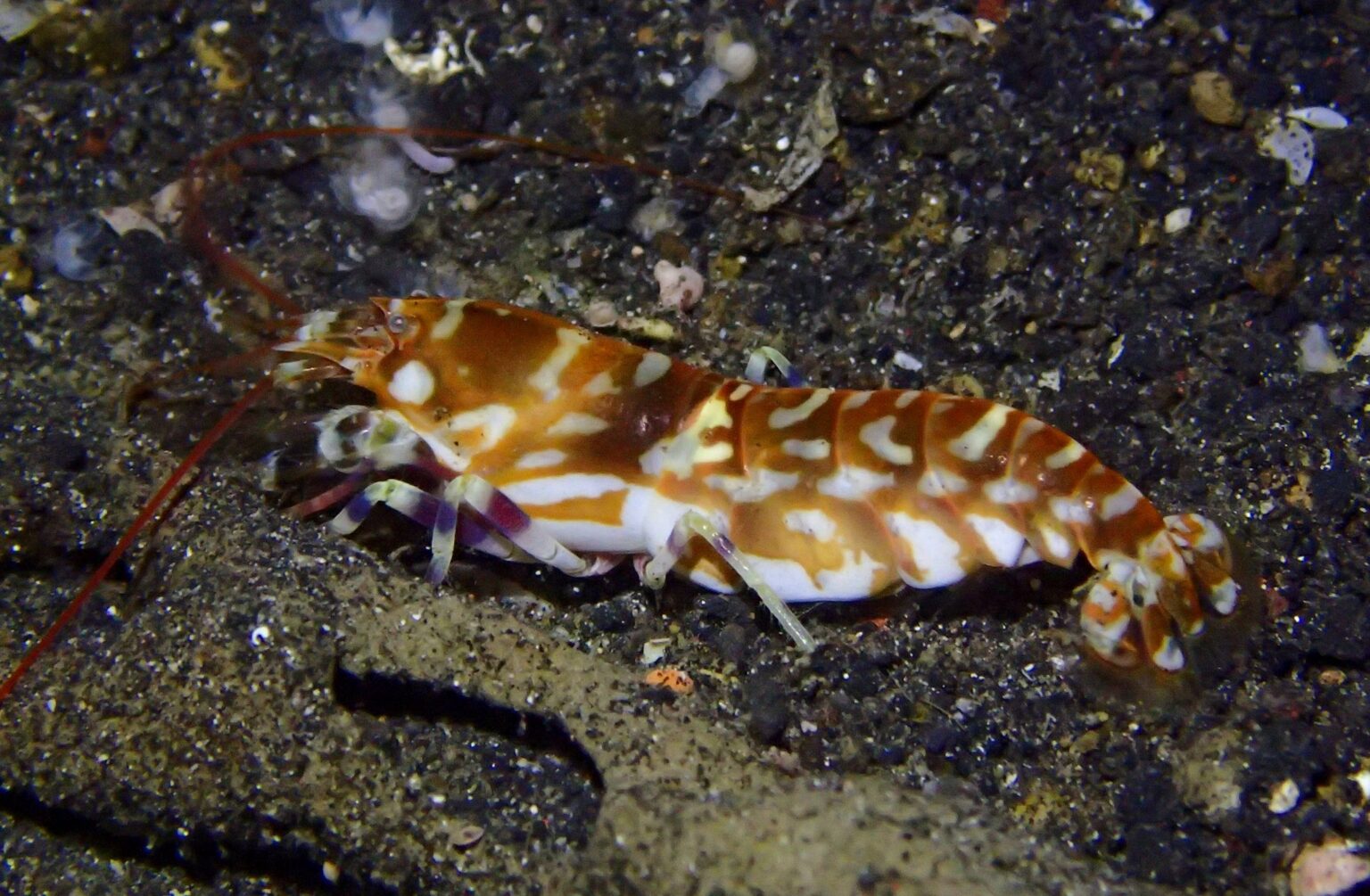 Alpheus bellulus by Dan Schofield