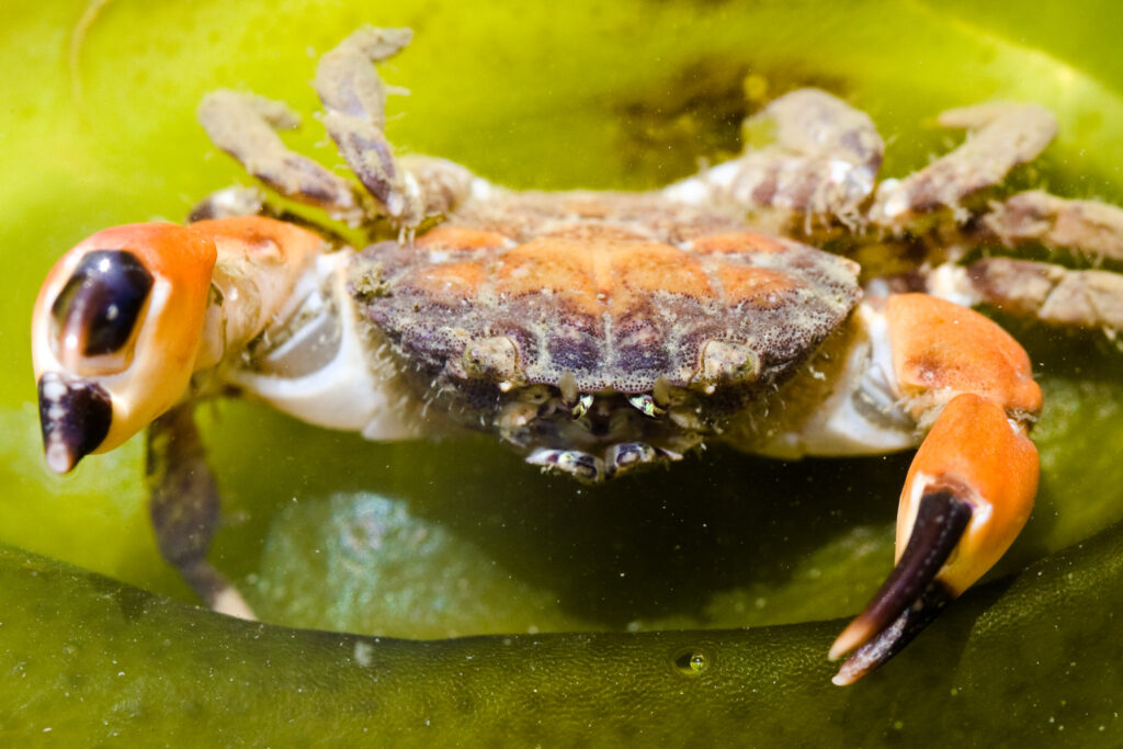 Ueda, K. (2009, March 31). A Firm Handshake. iNaturalist. www.inaturalist.org/photos/2742