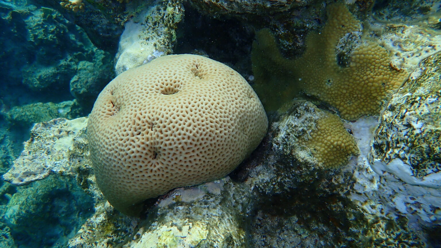 Honeycomb Coral, Goniastrea spp