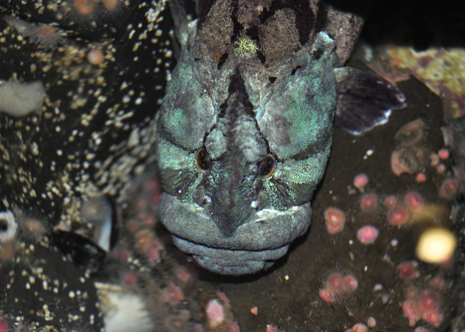 Monkeyface pricklebacks grow up to 2.5ft long, eel-shaped body of light brown to dark green, occasionally with some orange markings, and two black lines radiating from the eyes. The head is blunt, rounded snout with prominent lips.