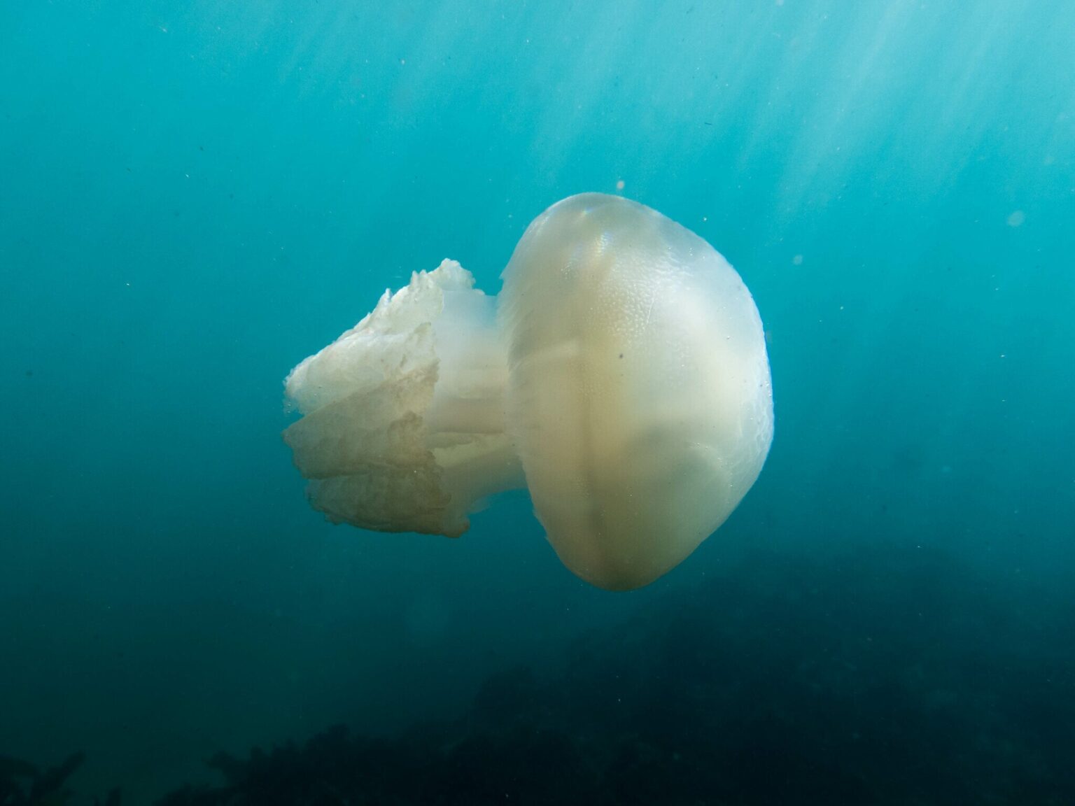 Niki Hubbard (https://commons.wikimedia.org/wiki/File:Catostylus_mosaicus_284314077.jpg), „Catostylus mosaicus 284314077“, https://creativecommons.org/licenses/by/4.0/legalcode