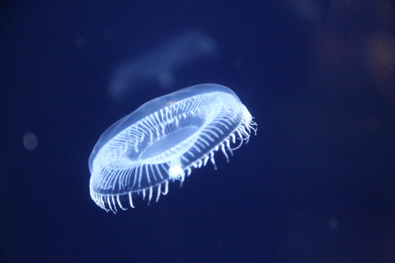 Aequorea victoria