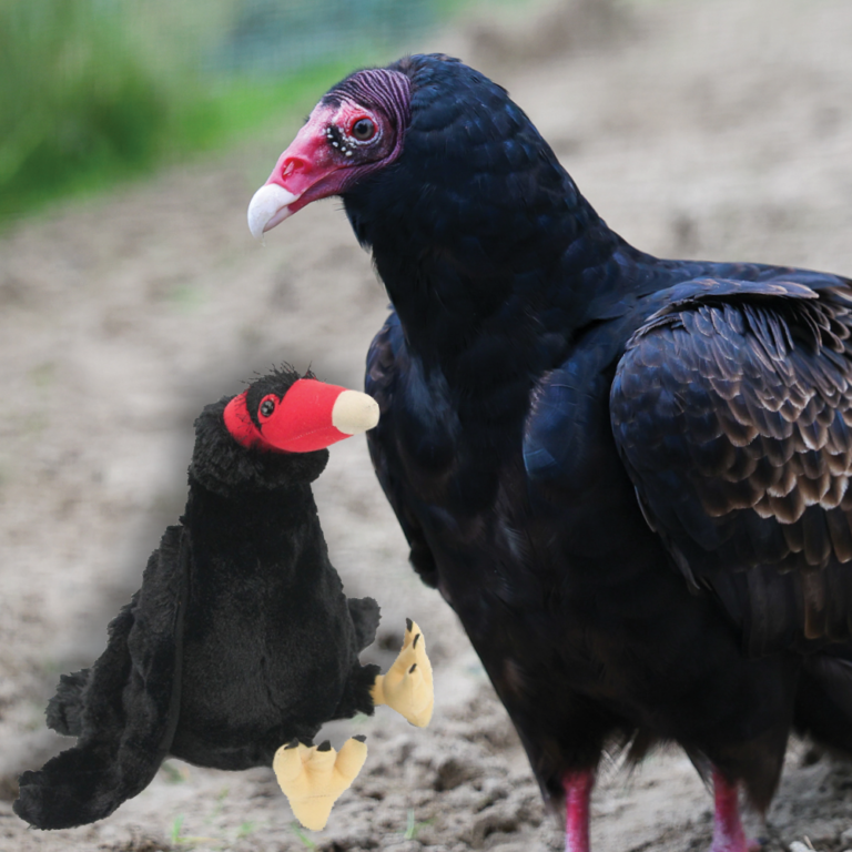 Adopt squares_vulture