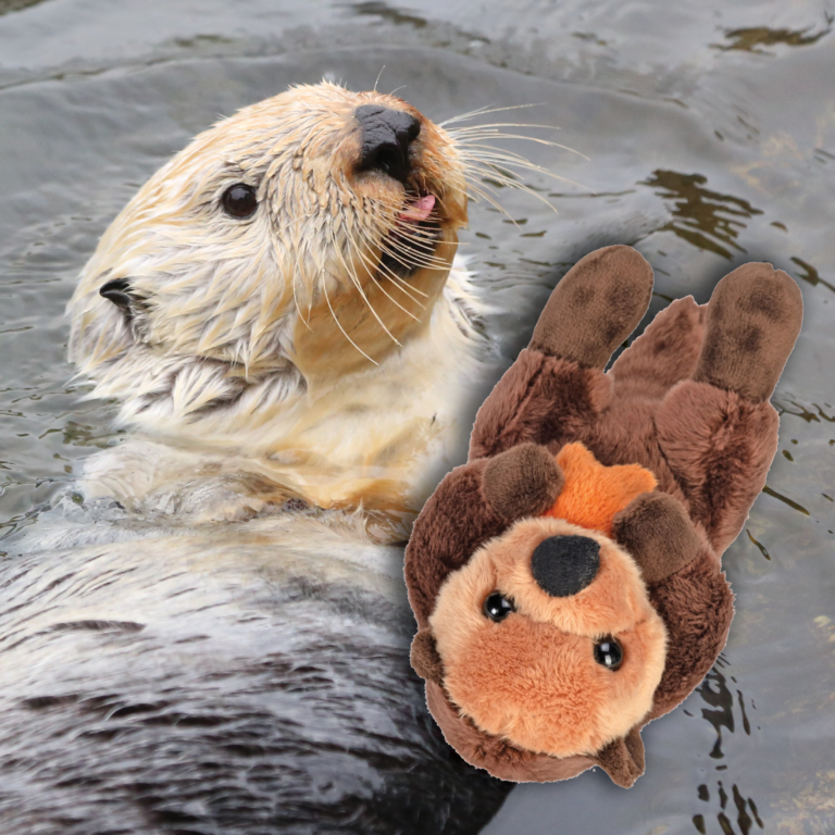 otter adoption plush