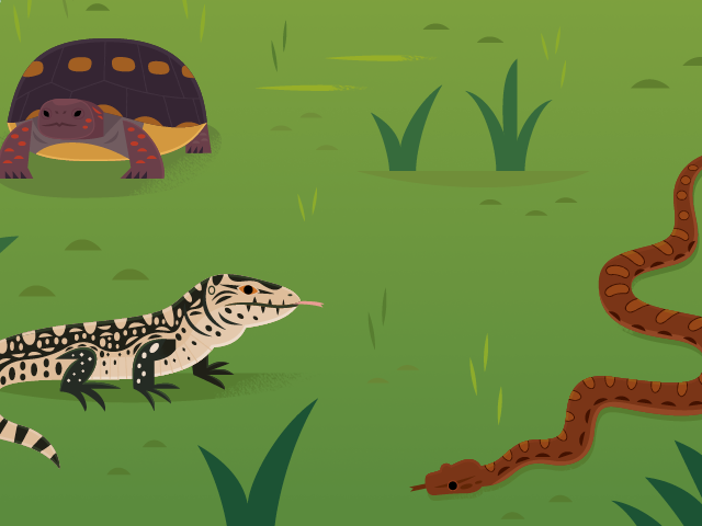 Illustrated Savanna ecoregion featuring open grasslands and fire-adapted grasses of the Amazon Basin