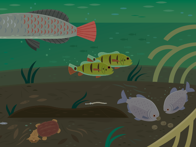 Illustrated River and River Banks ecoregion showing Amazon river fish including piranhas and electric eels