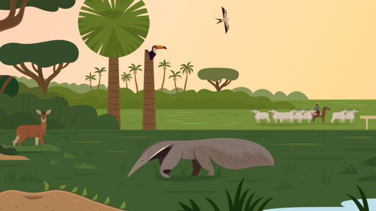 Scientists studying savannization — the expansion of Amazon grasslands as rainforest recedes