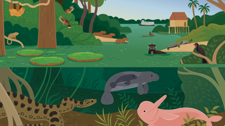 Illustrated overview of the Journey Into the Amazon Basin exhibit at Oregon Coast Aquarium, opening May 23, 2026