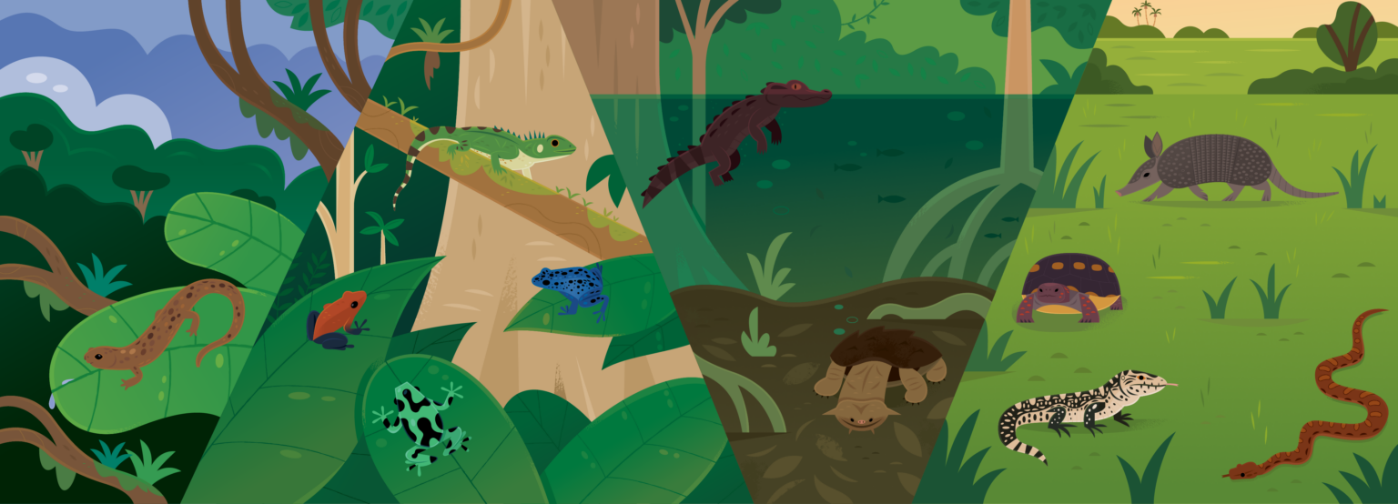 Panoramic mural by artist Alexander Vidal depicting Amazon Basin wildlife and rainforest scenes for the Oregon Coast Aquarium exhibit