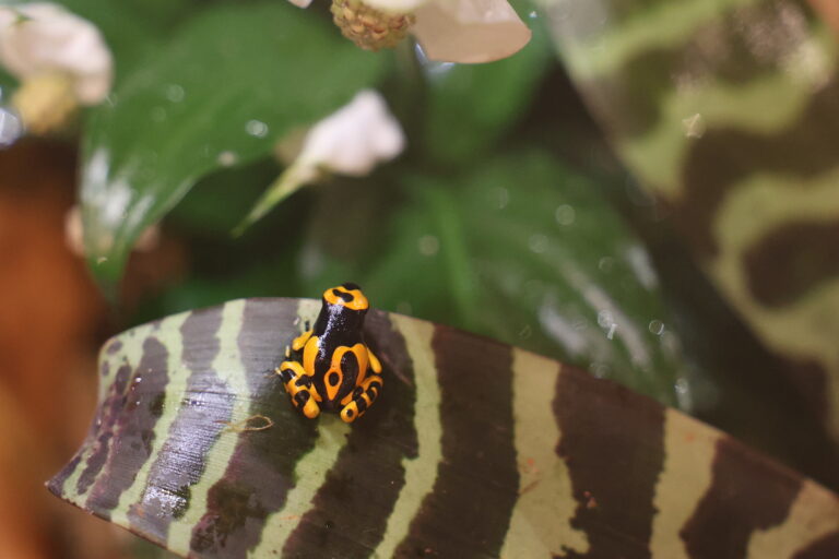 A shot of a yellow dart frog on a striped leaf from above