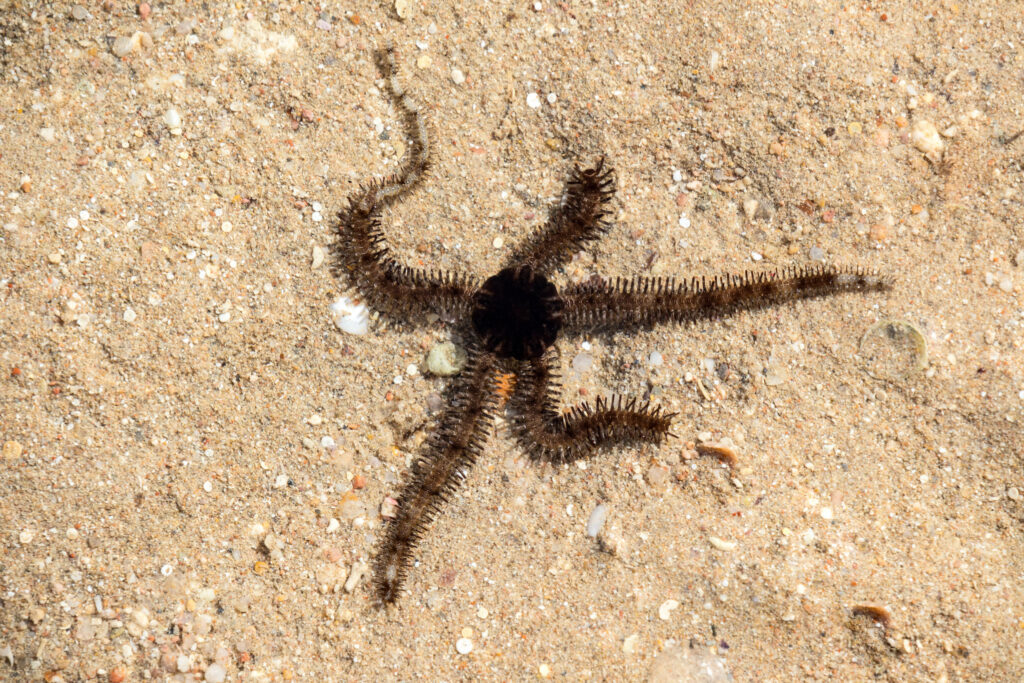 Banded Serpent Sea Star