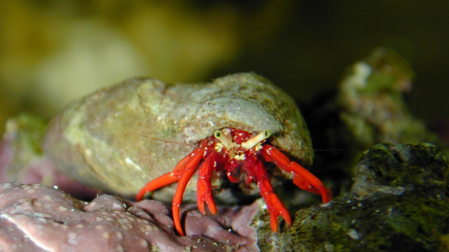 Red reef hermit crab Paguristes_cadenati
