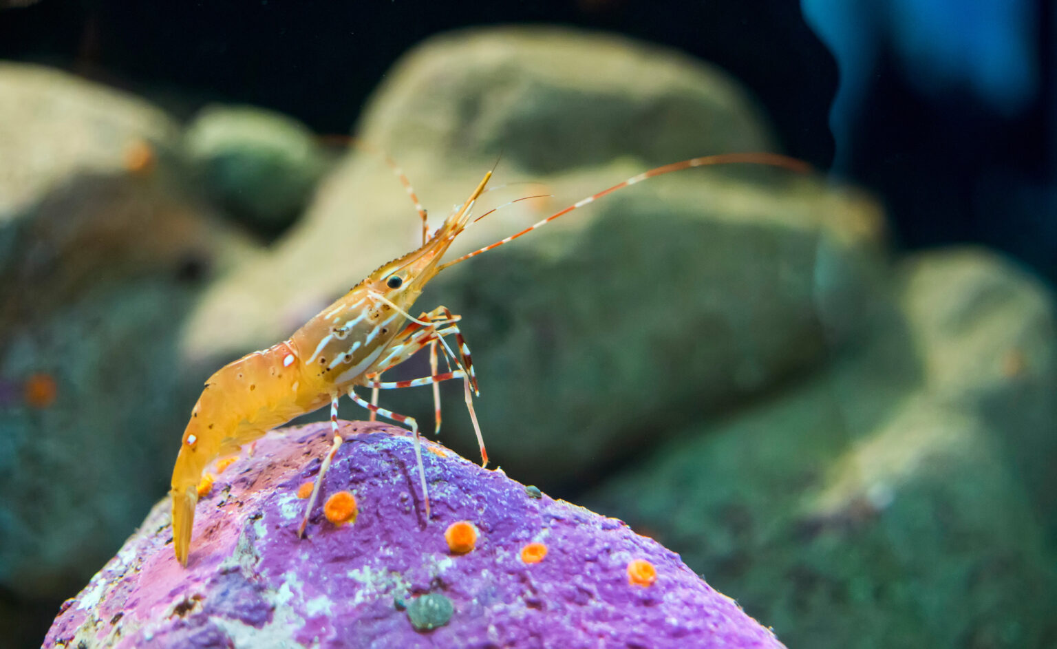 A single spot shrimp (Pandalus platyceros) sitting atop a purple rock in an aquarium reef tank. Also called a California spot prawn or Alaskan prawn.
