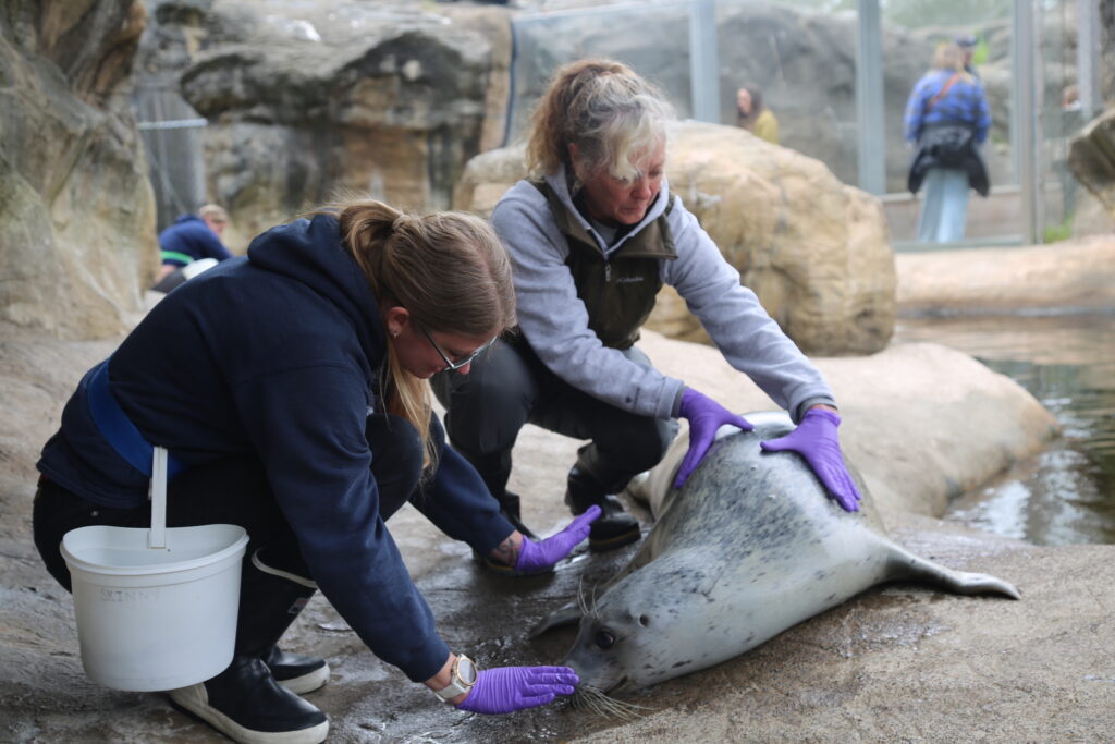 Skinny the harbor seal receives chiropractic adjustments as part of her geriatric care