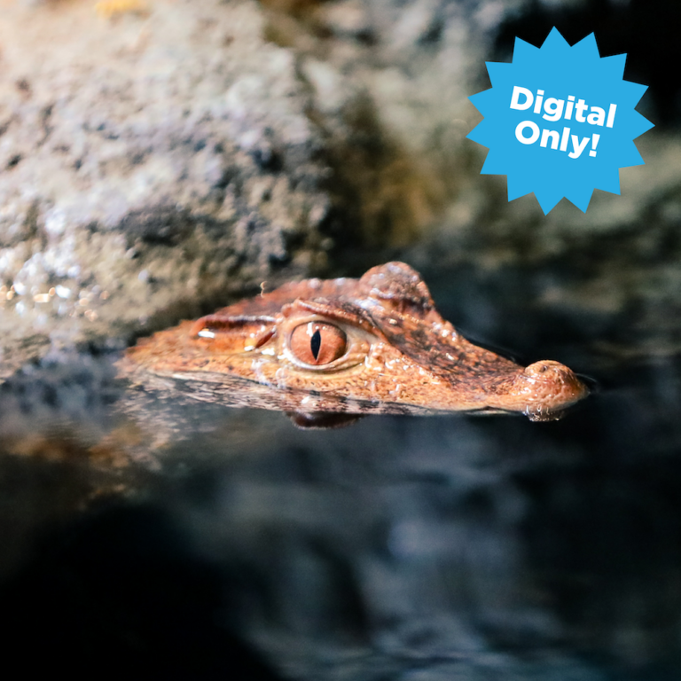 Digital Adoption_caiman_roc