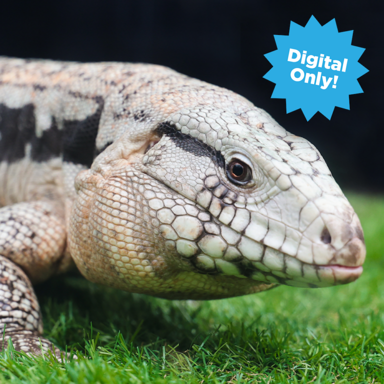 Digital Adoption_tegu_ chowder