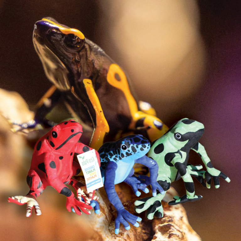Squares for Web Page_dart frog