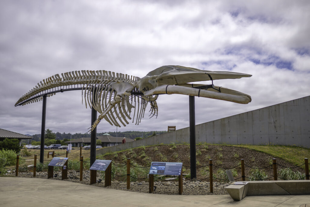 Whale bones on display outside Hatfield Marine Science Center