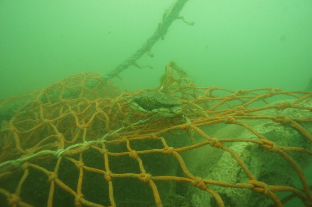 Submerged whale bones. A crab is perched across the netting.