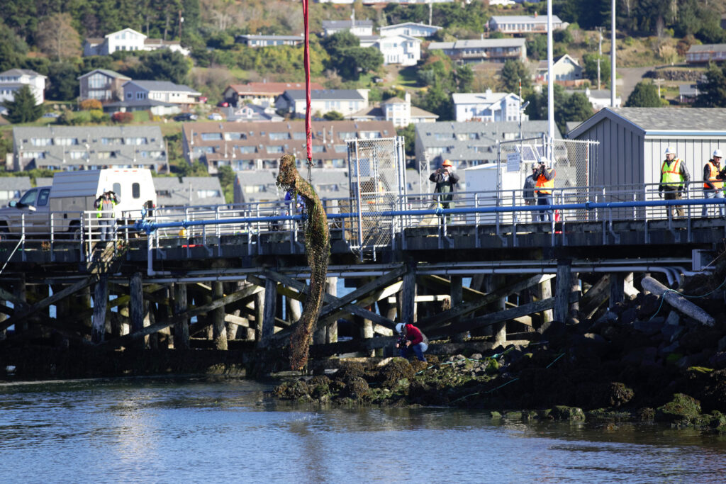 A whale bone, picked clean, being lifted from the bay.