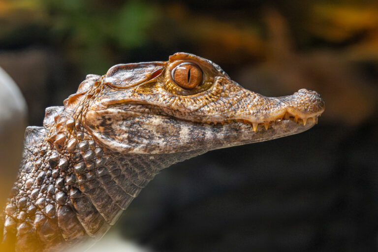 dwarf caiman
