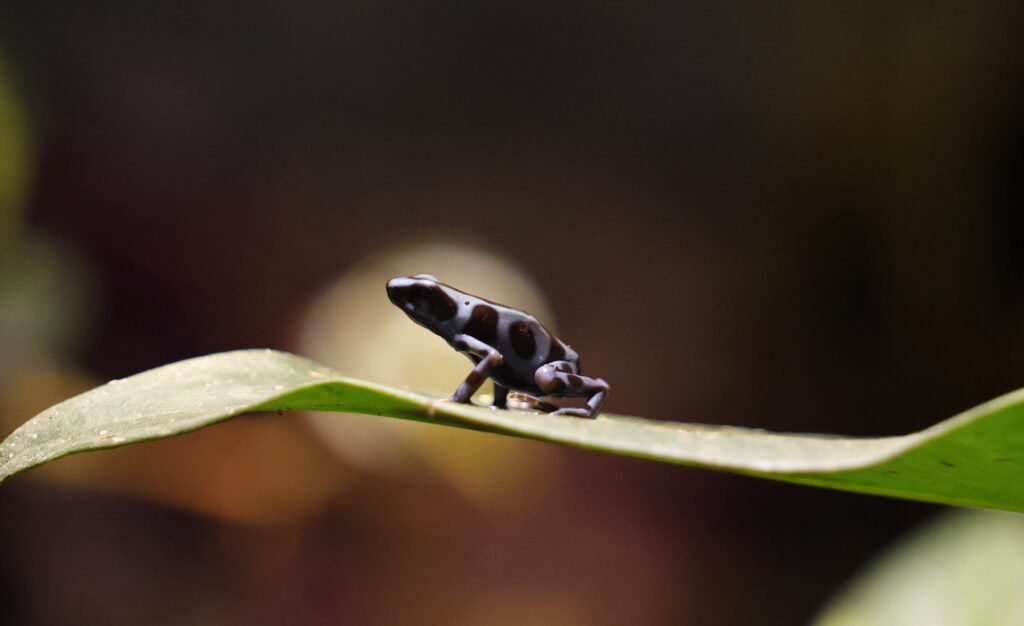 Blue dart frog