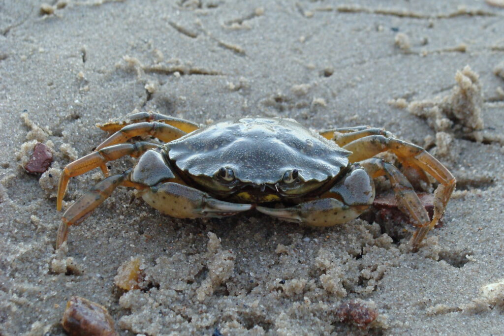 Also known as five spine crab, European green crab (Carcinus maenas) are not native to Oregon.