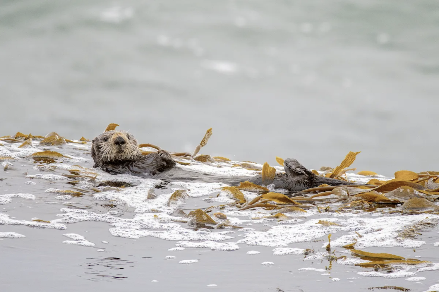 An otter floating on the ocean surface within a bundle of kelp.