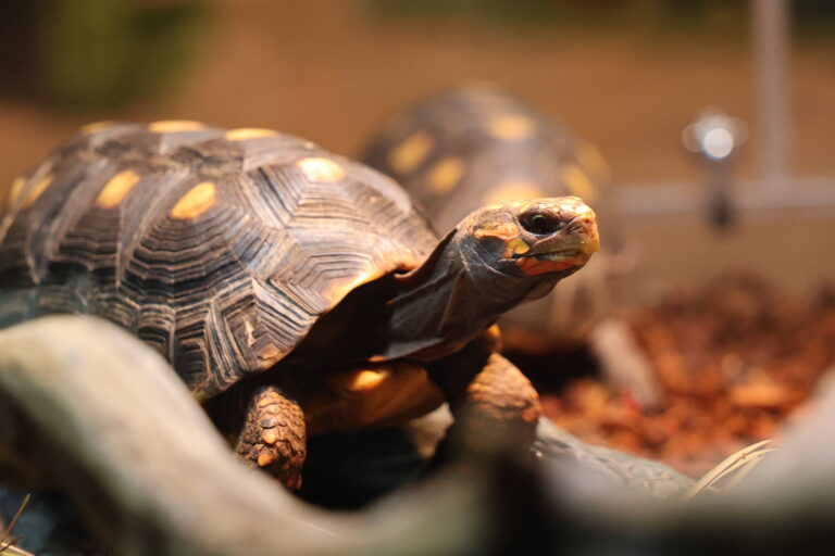 Red footed tortoise