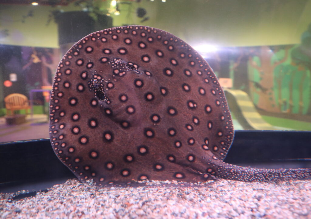 Orange spotted river ray