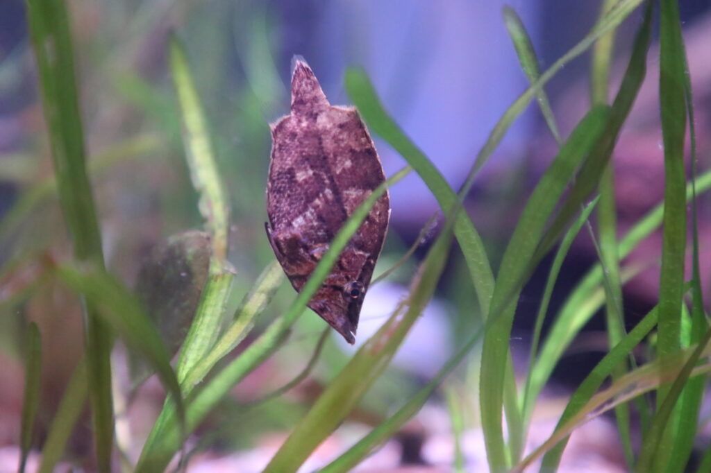A leaffish