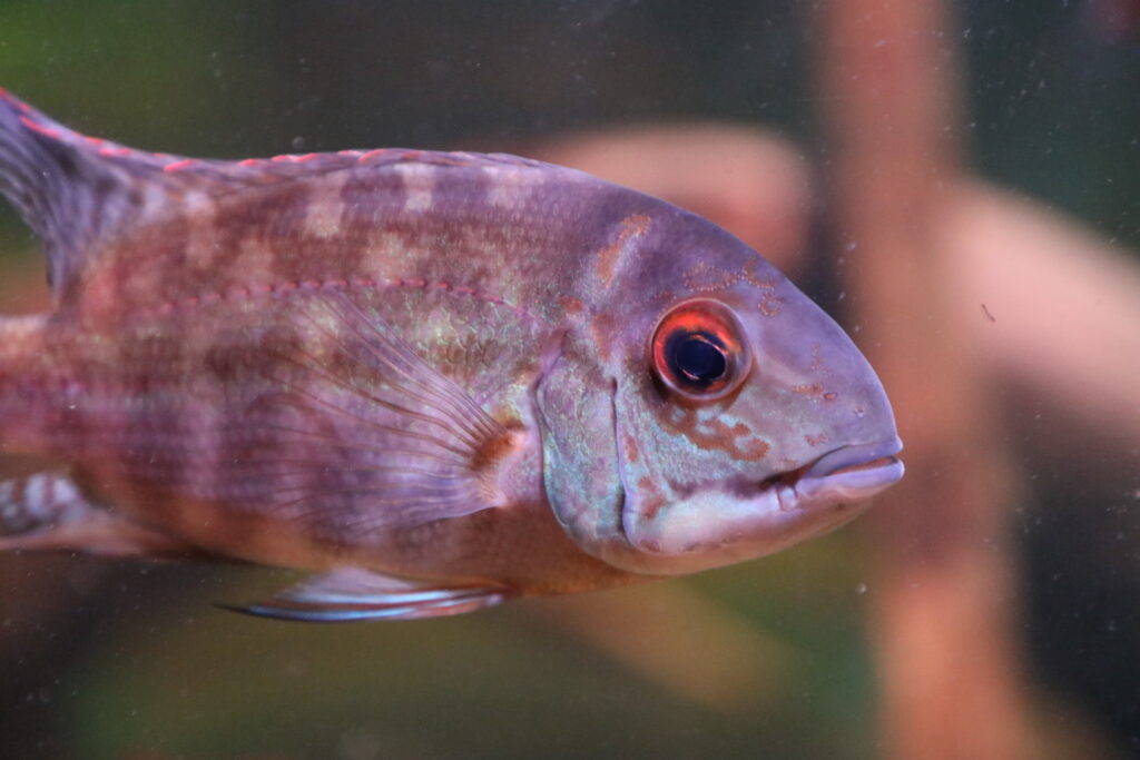 parrot cichlid