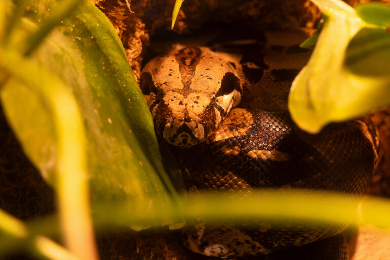 Red-tailed boa coiled up, most of its body concealed by leaves. It is looking directly at the camera.