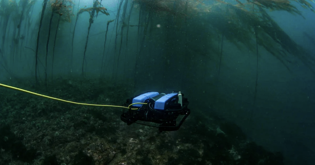 ROV in a kelp forest