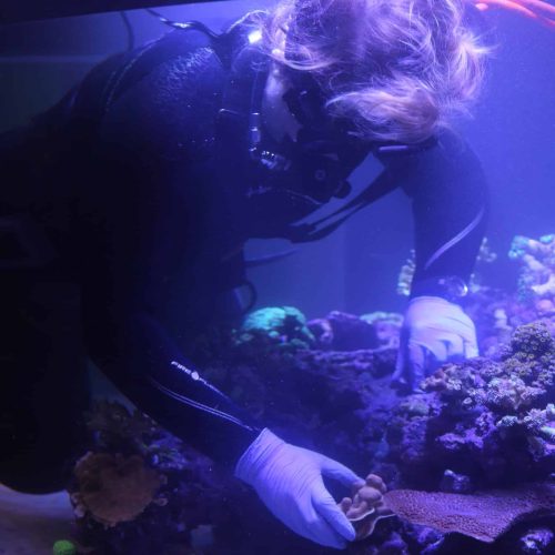 An aquarist places live corals in a Connected Coasts habitat