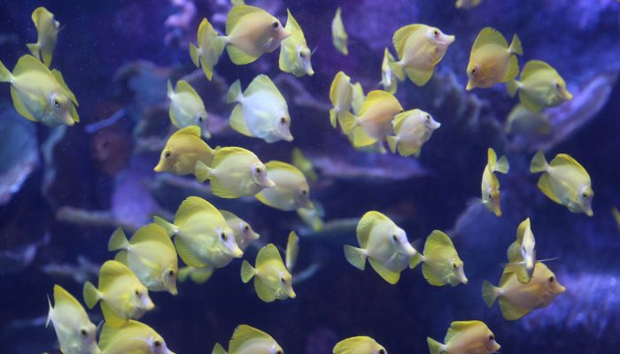 INDO-PACIFIC-CORAL-REEFYellow-Tangs