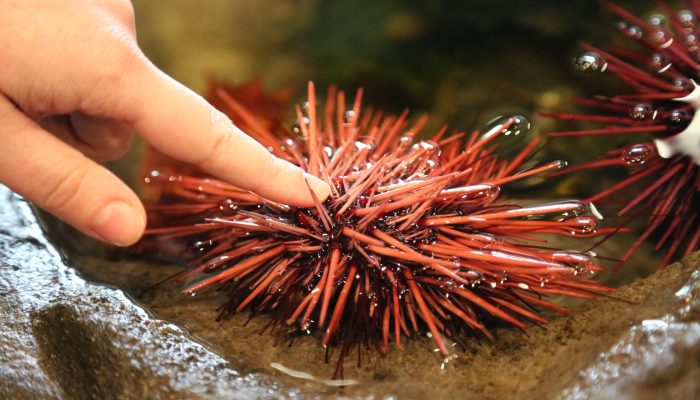 Sea urchin touch