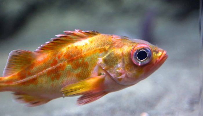 Split Nose Rockfish CU