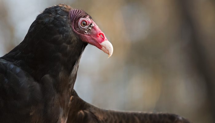 turkey vulture