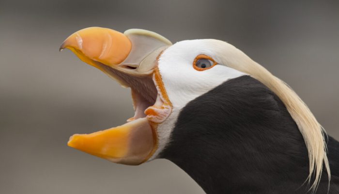 Tufted Puffin